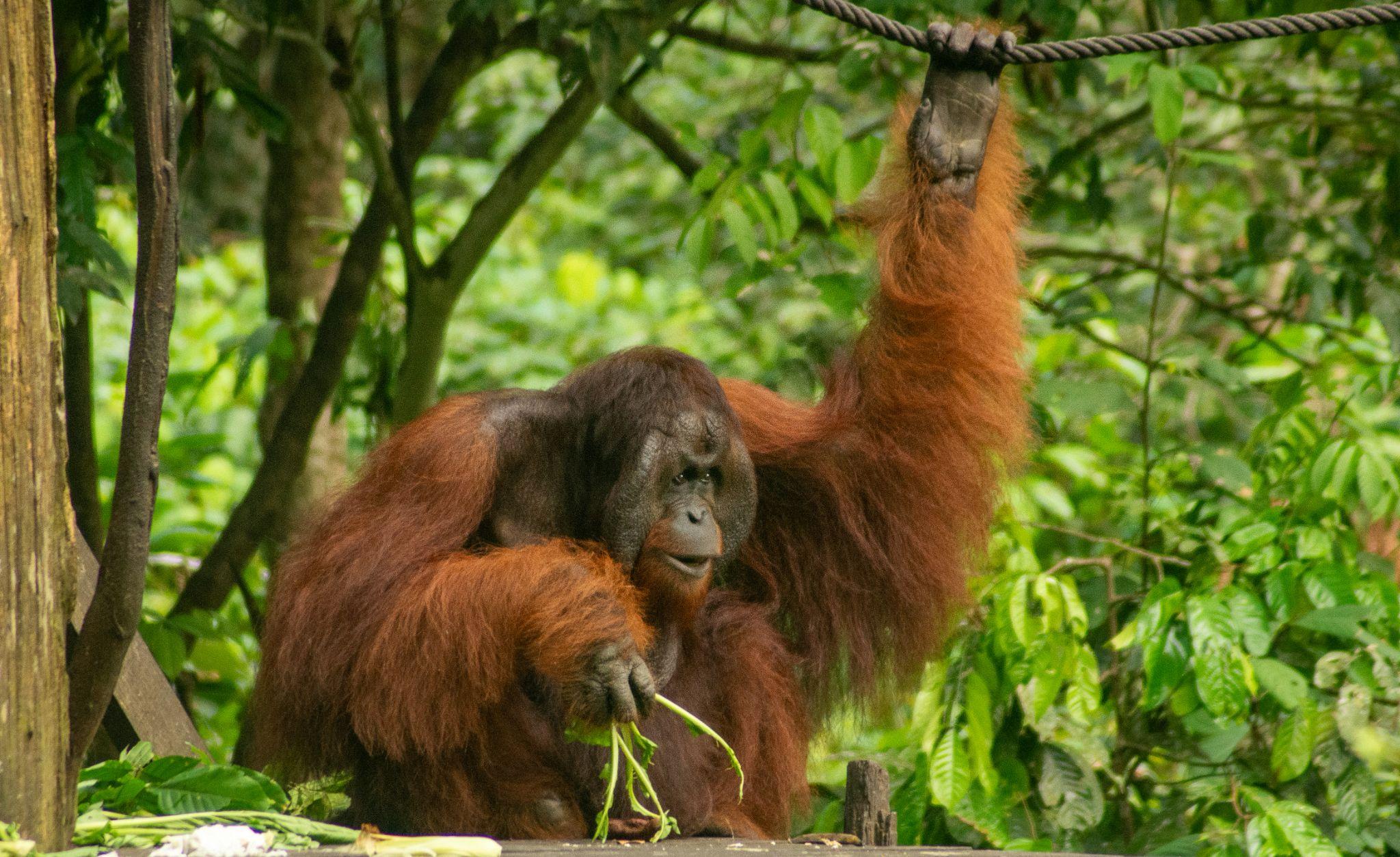 Borneo orangutan, East Malaysia
