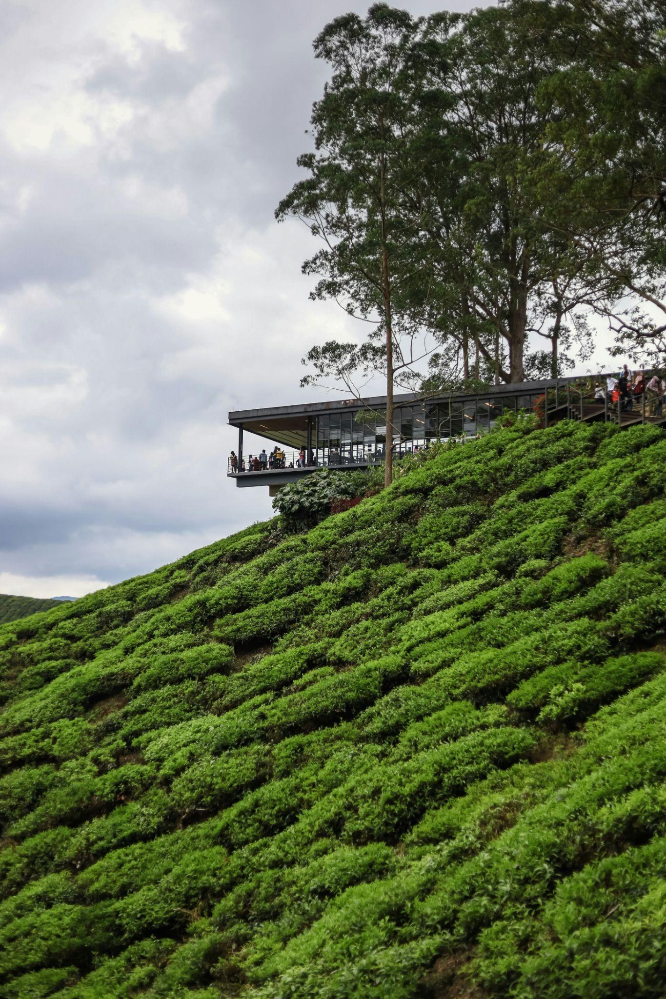 Tea plantation in the Highlands, Malaysia